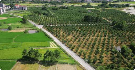 江西千亩蜜柚合作社技术托管基地