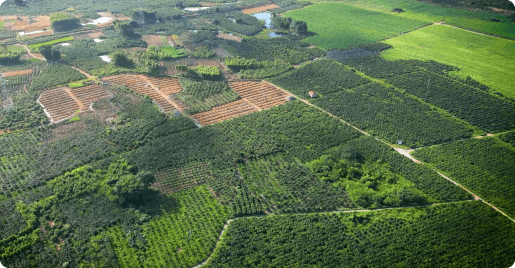 四川千亩柑橘技术托管基地