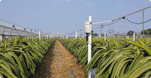 广州南沙卡尔森火龙果数智农场基地